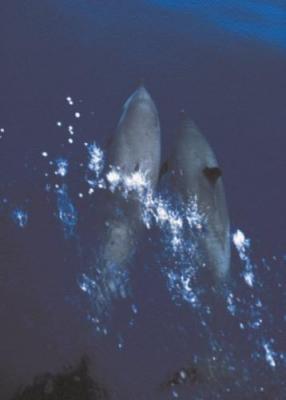 Spotted Dolphins, Kona Coast - Hawaii art print by Anonymous
