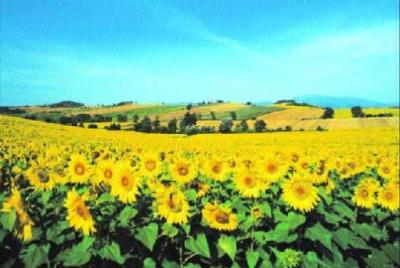 Sunflower Field, Umbria art print by Philip Enticknap