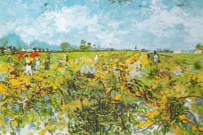 The green vineyard