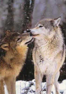 Boreal Interlude, Canada art print by Art Wolfe