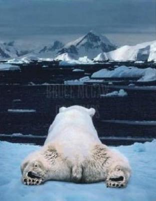 Dream of a Polar Bear art print by Art Wolfe
