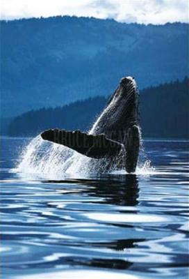 Humpback Whale art print by Art Wolfe
