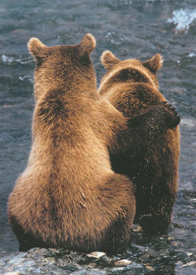 Two Bear Cubs
