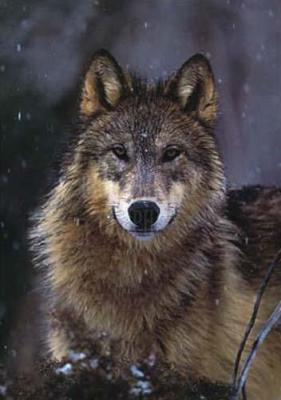Woodland Pride, Montana art print by Art Wolfe