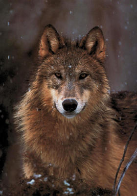 Woodland Pride art print by Art Wolfe