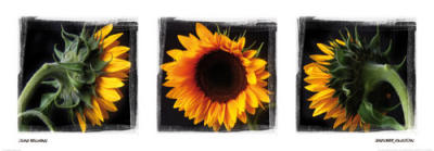 Sunflower Collection art print by Ilona Wellmann