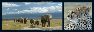 Elephants and Cheetah