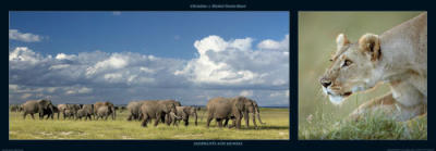 Elephants and Lioness art print by M & C Denise Hout
