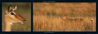 Impala and Leopard