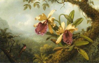 Orchids and Hummingbirds art print by Martin Johnson Heade