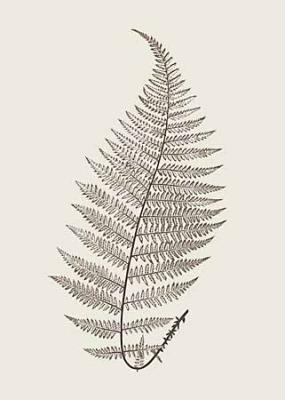 Fern Impression VII - X, Fern Impression VII art print by Modern Editions