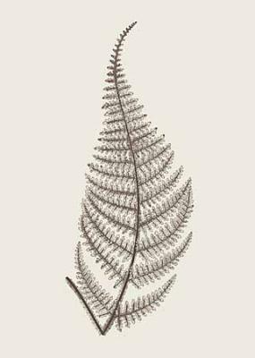 Fern Impression VII - X, Fern Impression VIII art print by Modern Editions