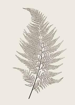 Fern Impression VII - X, Fern Impression X art print by Modern Editions