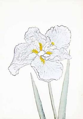 Japanese Irises I - IV, Japanese Iris II art print by Modern Editions