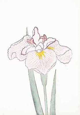 Japanese Irises I - IV, Japanese Iris IV art print by Modern Editions