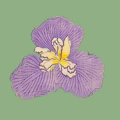 Pop Irises I - IV, Pop Iris IV art print by Modern Editions