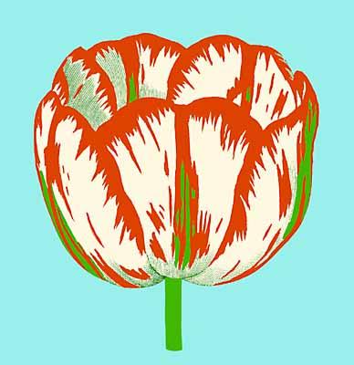 Tulips I - IV, Tulip III art print by Modern Editions