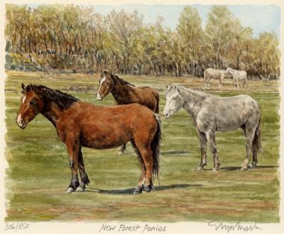New Forest ponies art print by Glyn Martin