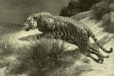 Startled art print by Herbert Thomas Dicksee