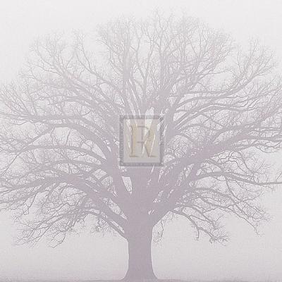 Soft Light I art print by Adam Brock