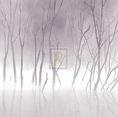 Soft Light II art print by Adam Brock