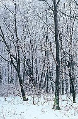 Woodland Snow I art print by Adam Brock