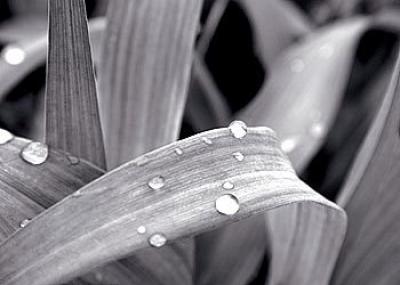 After The Rain I