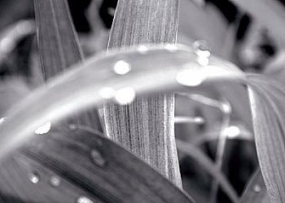 After The Rain II