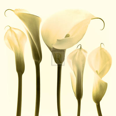 Lily Cluster art print by Katja Marzahn