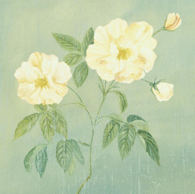 Abundant Rose II art print by Mimi Roberts