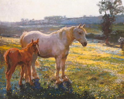 foal fetal development of a foal
