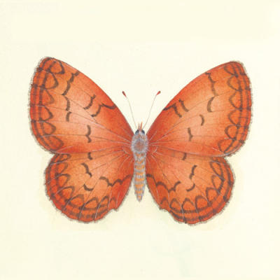 Butterfly VIII