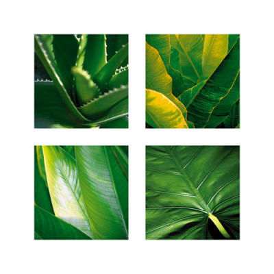 Flora Tropical