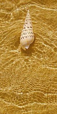 Ripple Shell I