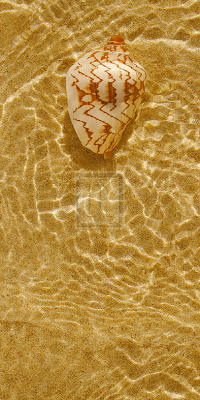 Ripple Shell II