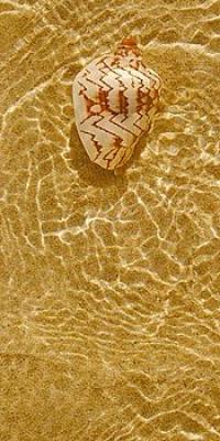 Ripple Shell II
