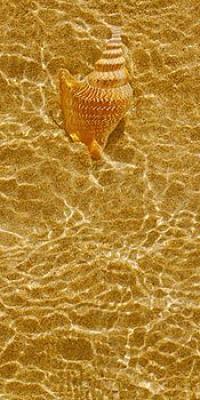 Ripple Shell III