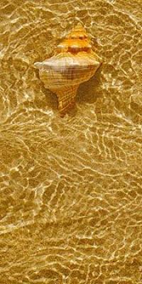 Ripple Shell IV