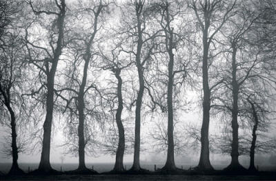 Silver Mists