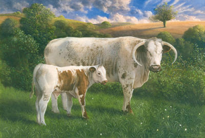 Longhorn Cow And Calf art print by James Lynch