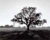 Ansel Adams art print