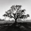 Ansel Adams art print