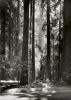 Ansel Adams art print