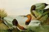 John James Audubon art print