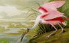 John James Audubon art print