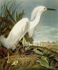 John James Audubon art print