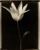 Tom Baril art print