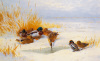 Archibald Thorburn art print