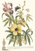 Georg Dionysus Ehret art print