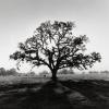 Ansel Adams art print